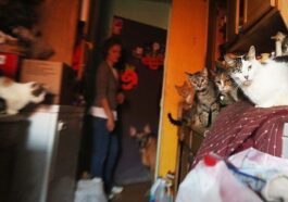 Les chiens et les chats domestiques peuvent nous transmettre des bactéries résistantes aux antibiotiques 1 Les chiens et les chats domestiques peuvent nous transmettre des bactéries résistantes aux antibiotiques
