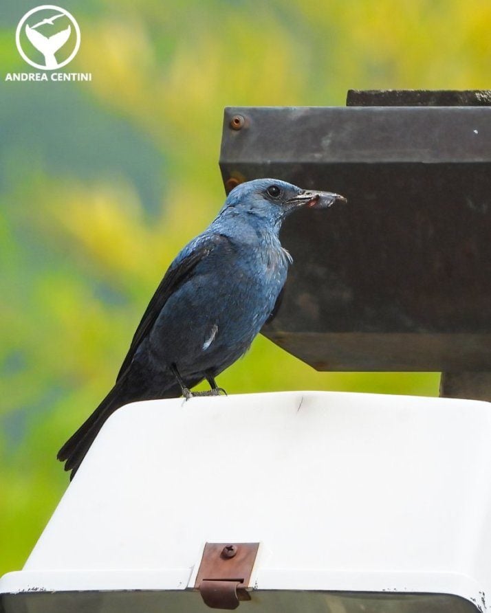 Le moineau solitaire dans le poème de Leopardi n'est pas seulement un moineau, mais un magnifique oiseau bleu 3 1679416569 790 Le moineau solitaire dans le poeme de Leopardi nest pas