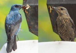 Le moineau solitaire dans le poème de Leopardi n'est pas seulement un moineau, mais un magnifique oiseau bleu