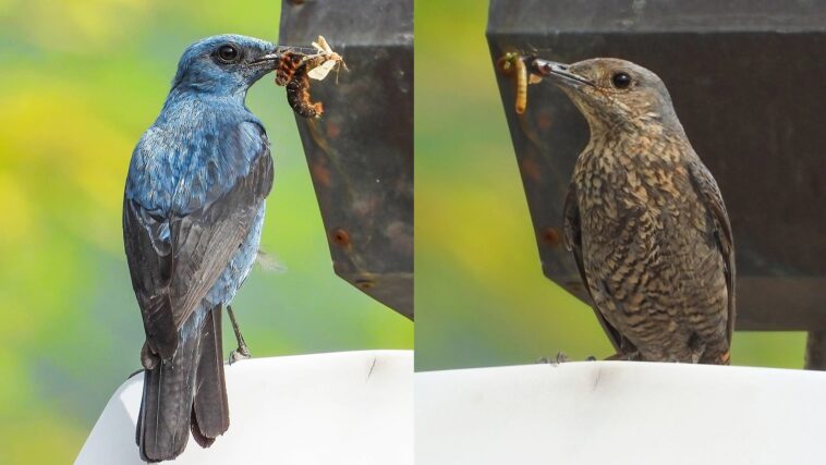 Le moineau solitaire dans le poème de Leopardi n'est pas seulement un moineau, mais un magnifique oiseau bleu 1 Le moineau solitaire dans le poème de Leopardi n'est pas seulement un moineau, mais un magnifique oiseau bleu