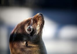 La grippe aviaire H5N1 tue 3 500 otaries au Pérou