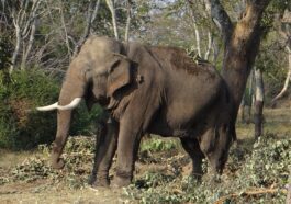 La chasse à Rice Tusk a commencé, l'éléphant qui a tué au moins 10 personnes (mais ce n'est pas sa faute)