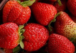 La vidéo de la fraise sous le microscope montre quelque chose que vous ne voulez jamais voir