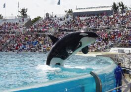 Après 50 ans de captivité, l'orque Lolita va enfin être relâchée dans un sanctuaire de l'océan