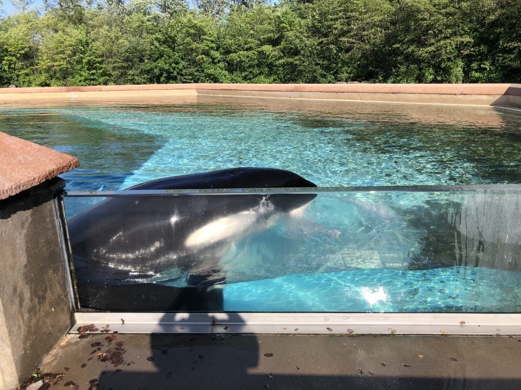 Au revoir Kiska, l'orque la plus solitaire du monde est décédée après 44 ans de captivité : elle est enfin libre 4 Crédit : DolphinProject.com