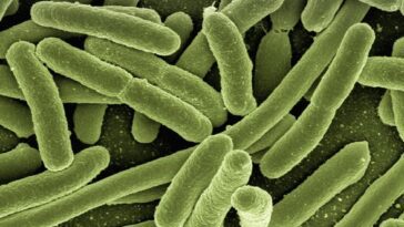 Antibiotique expérimental élimine les infections par les superbactéries lors des tests précliniques : une seule dose suffit 27 Escherichia coli