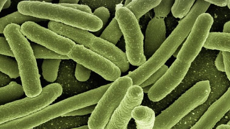 Antibiotique expérimental élimine les infections par les superbactéries lors des tests précliniques : une seule dose suffit 1 Escherichia coli