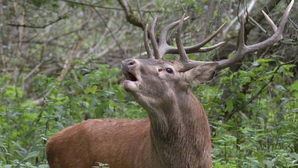 Dans les Abruzzes, il existe un lieu de conte de fées connu sous le nom de "Borgo parmi les cerfs": Villetta Barrea 2 Un cerf mâle beuglant dans la pinède devant la Villetta Barrea. Crédit : Andrea Centini