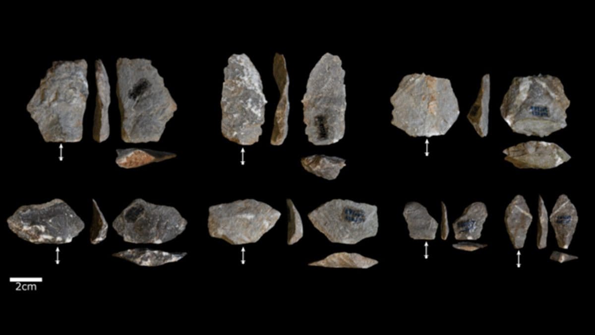 Les singes créent des "outils" identiques à ceux des premiers hominidés : des théories évolutives à revoir 2 Crédit : Proffitt et al, 2023