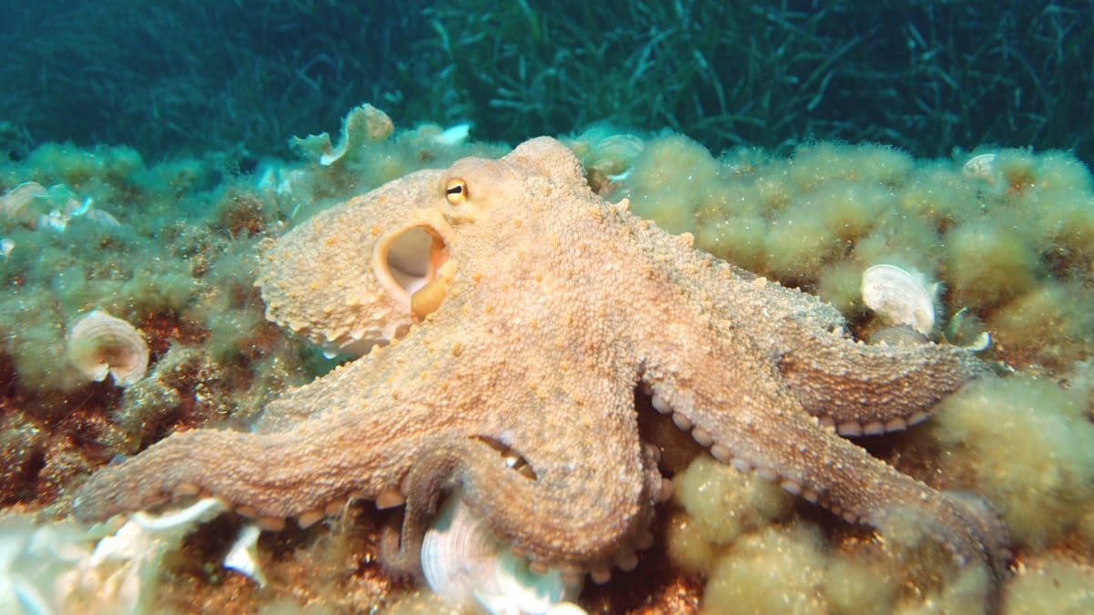 Pourquoi les nouveaux élevages de poulpes inquiètent les scientifiques 2 Octopus vulgaris, ou poulpe commun, une des espèces les plus étudiées et aussi l'une des plus intelligentes / Crédit : Wikipedia, Albert Kok
