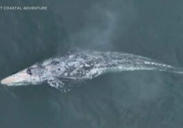 Baleine sans queue repérée en Californie : peut-être l'a-t-il perdue dans un filet de pêche