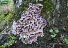 Un homme a été infecté par le champignon "maladie du plomb" des plantes : le premier cas connu au monde