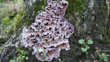 Un homme a été infecté par le champignon "maladie du plomb" des plantes : le premier cas connu au monde 5 Un homme a été infecté par le champignon "maladie du plomb" des plantes : le premier cas connu au monde