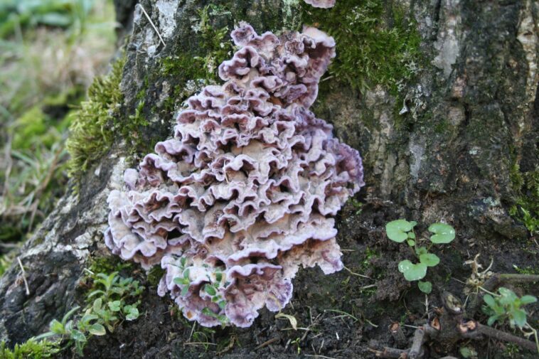 Un homme a été infecté par le champignon "maladie du plomb" des plantes : le premier cas connu au monde 1 Un homme a été infecté par le champignon "maladie du plomb" des plantes : le premier cas connu au monde