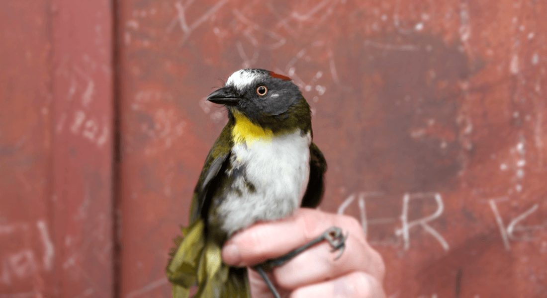 Le siffleur à cou roux ou le sonneur à cou roux (Aleadryas rufinucha), l'un des deux oiseaux venimeux.  Crédit : Université de Copenhague