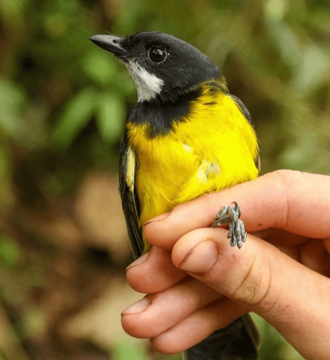Le siffleur régent (Pachycephala schlegelii).  Crédit : Ian Shriner