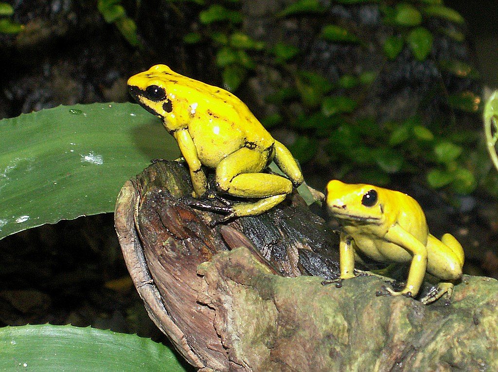 La grenouille dorée, l'animal le plus venimeux du monde.  Crédit : Marcel Burkhard / wikipédia
