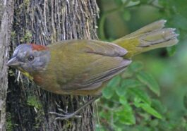 Découverte de deux espèces d'oiseaux venimeux : leur arme est une neurotoxine très puissante
