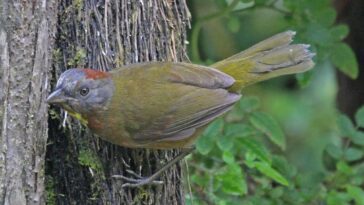 Découverte de deux espèces d'oiseaux venimeux : leur arme est une neurotoxine très puissante 29 Découverte de deux espèces d'oiseaux venimeux : leur arme est une neurotoxine très puissante