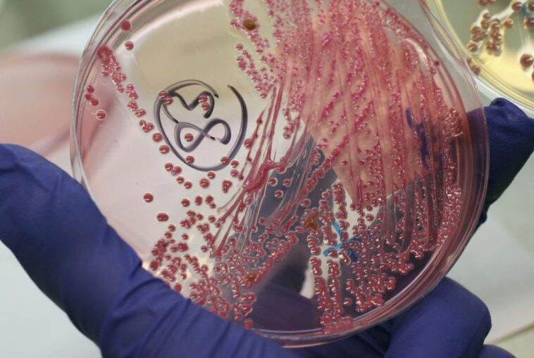 Il semble y avoir un moyen de combattre les bactéries résistantes sans utiliser d'antibiotiques 1 Il semble y avoir un moyen de combattre les bactéries résistantes sans utiliser d'antibiotiques