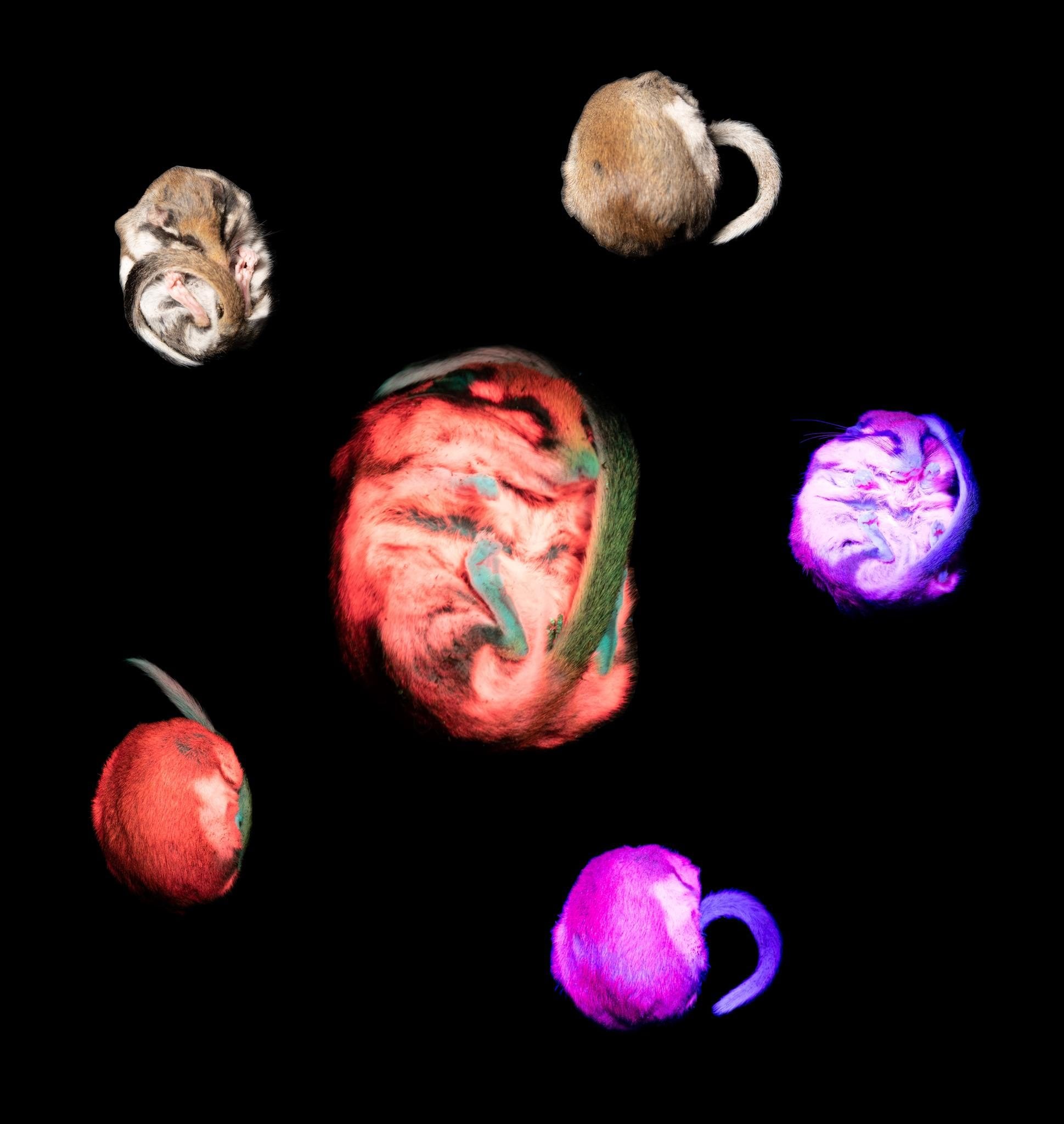 Le mignon petit loir brille dans la lumière ultraviolette, et les scientifiques ne savent pas pourquoi 4 Crédit : Grete Nummert / Facebook