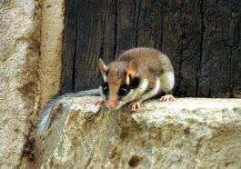 Le mignon petit loir brille dans la lumière ultraviolette, et les scientifiques ne savent pas pourquoi