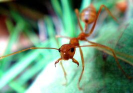 Comment les fourmis ont-elles conquis le monde