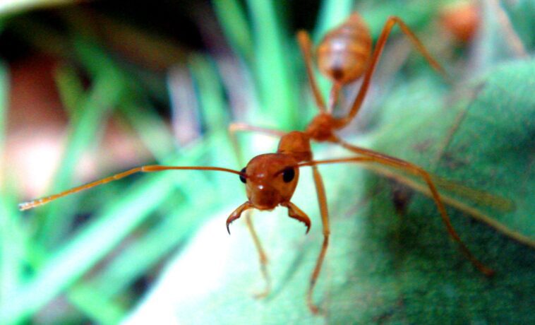 Comment les fourmis ont-elles conquis le monde 1 Comment les fourmis ont-elles conquis le monde