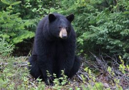 Au Japon, les distributeurs automatiques vendent désormais aussi de la viande d'ours