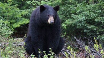 Au Japon, les distributeurs automatiques vendent désormais aussi de la viande d'ours