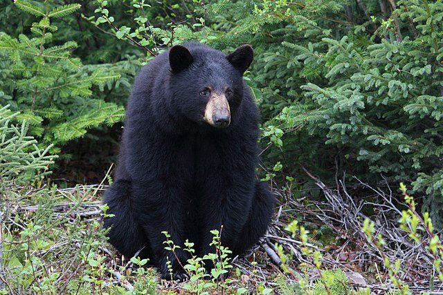 Au Japon, les distributeurs automatiques vendent désormais aussi de la viande d'ours 1 Au Japon, les distributeurs automatiques vendent désormais aussi de la viande d'ours