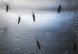 Les robots contre les moustiques porteurs de la dengue peuvent réduire la propagation de la maladie