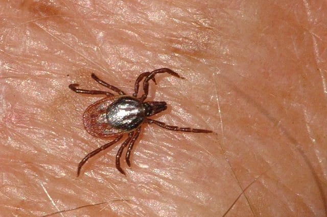 Tout savoir sur la maladie de Lyme : symptômes et causes de l'infection transmise par les tiques 3 La tique Ixodes ricinus. Crédit : James Lindsey / wikipedia