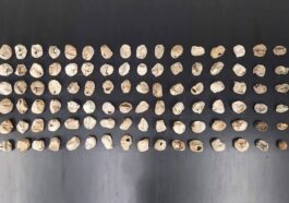 Un python birman record pond 96 œufs en une seule fois 46 Un python birman record pond 96 œufs en une seule fois