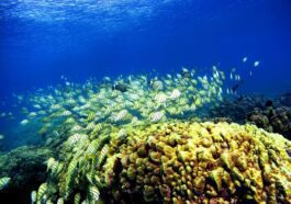 Il semble y avoir une bactérie capable de sauver les coraux des Caraïbes d'une des maladies les plus mortelles 11 Il semble y avoir une bactérie capable de sauver les coraux des Caraïbes d'une des maladies les plus mortelles