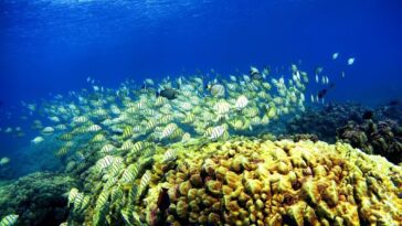 Il semble y avoir une bactérie capable de sauver les coraux des Caraïbes d'une des maladies les plus mortelles 16 Il semble y avoir une bactérie capable de sauver les coraux des Caraïbes d'une des maladies les plus mortelles