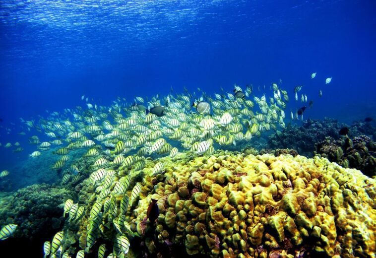 Il semble y avoir une bactérie capable de sauver les coraux des Caraïbes d'une des maladies les plus mortelles 1 Il semble y avoir une bactérie capable de sauver les coraux des Caraïbes d'une des maladies les plus mortelles