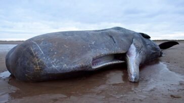 Un cachalot gigantesque s'est échoué à Bali et a été secouru, mais est retourné sur le rivage et est mort 14 Un cachalot gigantesque s'est échoué à Bali et a été secouru, mais est retourné sur le rivage et est mort