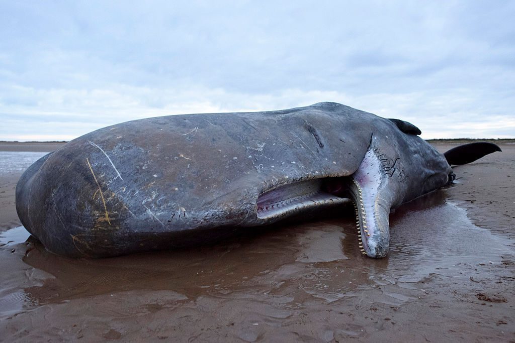 Un cachalot gigantesque s'est échoué à Bali et a été secouru, mais est retourné sur le rivage et est mort