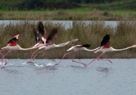 Sécheresse, les flamants roses du Parco Natura Viva ont pondu moins de la moitié de leurs œufs