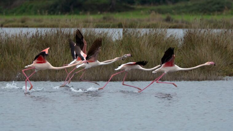 Sécheresse, les flamants roses du Parco Natura Viva ont pondu moins de la moitié de leurs œufs 1 Sécheresse, les flamants roses du Parco Natura Viva ont pondu moins de la moitié de leurs œufs