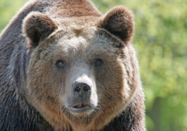 Parce qu'il est possible de vivre avec des ours sans les tuer et sans menacer les humains