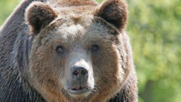 Parce qu'il est possible de vivre avec des ours sans les tuer et sans menacer les humains 9 Parce qu'il est possible de vivre avec des ours sans les tuer et sans menacer les humains