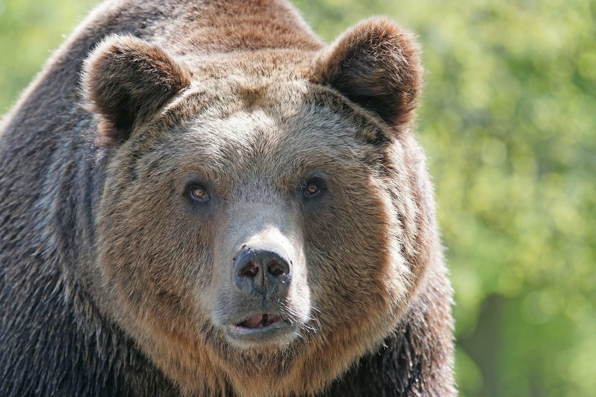 Différences entre les ours du Trentin et des Abruzzes, sort de JJ4 et oursons : réponses du zoologiste Zibordi 3 1680952814 Parce quil est possible de vivre avec des ours sans