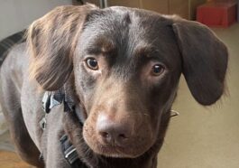 Coco, le chien 'alcoolique' sauvé par des vétérinaires : "Premier cas du genre"