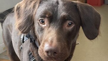 Coco, le chien 'alcoolique' sauvé par des vétérinaires : "Premier cas du genre" 8 Coco, le chien 'alcoolique' sauvé par des vétérinaires : "Premier cas du genre"