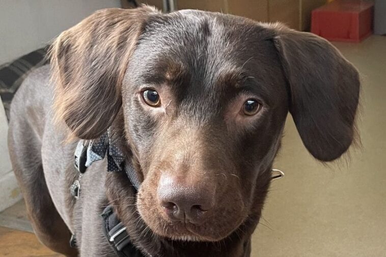 Coco, le chien 'alcoolique' sauvé par des vétérinaires : "Premier cas du genre" 1 Coco, le chien 'alcoolique' sauvé par des vétérinaires : "Premier cas du genre"