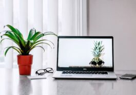 Designer houseplants are engineered to fight air pollution