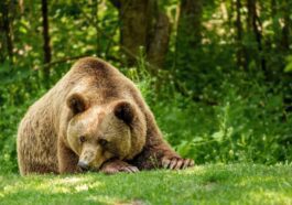 Le LAV a trouvé un abri pour abriter l'ours JJ4 qui a tué Andrea Papi : "Ne l'abattez pas"