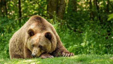 Le LAV a trouvé un abri pour abriter l'ours JJ4 qui a tué Andrea Papi : "Ne l'abattez pas" 1 Le LAV a trouvé un abri pour abriter l'ours JJ4 qui a tué Andrea Papi : "Ne l'abattez pas"